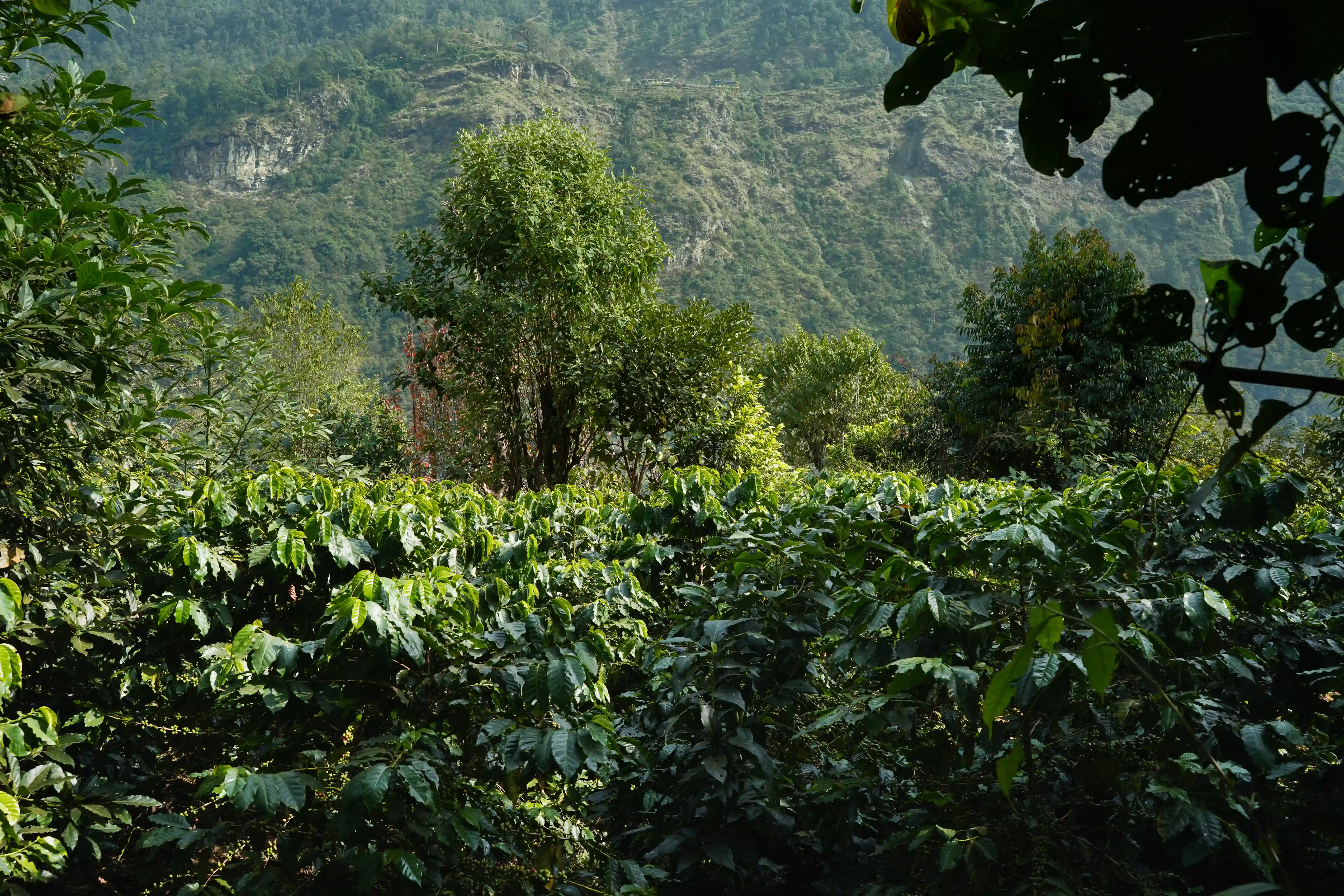 Pumori Coffee farm in the highlands